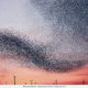 Illustration for article titled Photographer transforms plastic bags into beautiful bird flocks